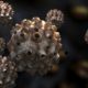 What it is and how dangerous HPV type 51 is in women: the main routes of infection