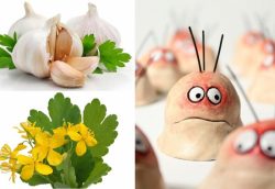 How to cure warts at home quickly once and for all