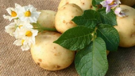 How to remove, get rid of warts with the help of raw potatoes or their juice: folk remedies