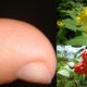 Folk remedies for removing warts: how to get rid of them quickly and effectively