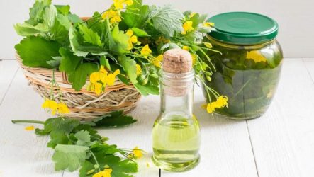 Celandine for effective treatment of viral warts: how to remove them correctly, the consequences